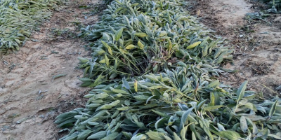 Vendo un montón de salvia, solo para recoger en