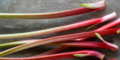 Vendo ruibarbo de la variedad líder, cortado por ambos