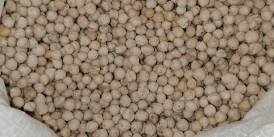 Garbanzos en sacos de 50 kg, seleccionados de 800