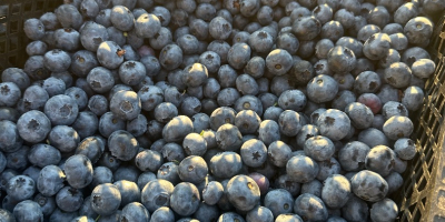 1,5 toneladas de arándanos, firmes, gruesos y dulces. Actualmente