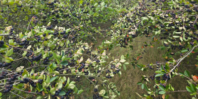 12 toneladas de aronia, a 10 km de Pabianice,