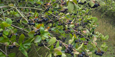 12 toneladas de aronia, a 10 km de Pabianice,