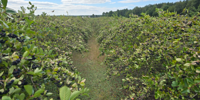 12 toneladas de aronia, a 10 km de Pabianice,