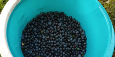 Vendo 5 tarros de arándanos de 0,9 litros cada