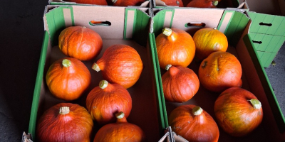 Vendo calabazas de Hokkaido, envasadas en cajas de 10