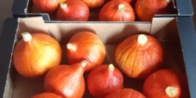 Vendo calabazas de Hokkaido, envasadas en cajas de 10