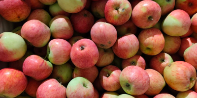 Manzanas orgánicas Piros a la venta (157 variedades, preparadas