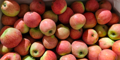 Manzanas orgánicas Piros a la venta (157 variedades, preparadas