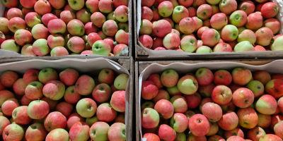 Manzanas orgánicas Piros a la venta (157 variedades, preparadas