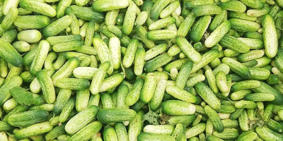 Estoy cultivando pepinos Atomic ligeros, perfectos para encurtir o