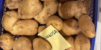 Patate kenebec e monalisa