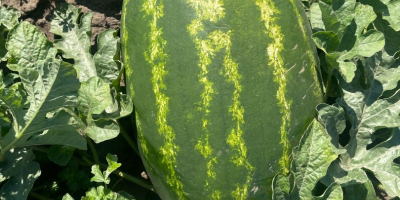 Vendo sandías rumanas, cultivadas de forma natural, extremadamente dulces