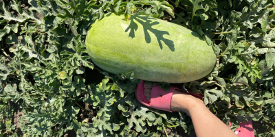 Vendo sandías rumanas, cultivadas de forma natural, extremadamente dulces