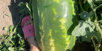 Vendo sandías rumanas, cultivadas de forma natural, extremadamente dulces