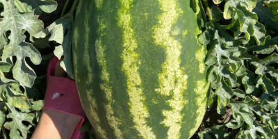 Vendo sandías rumanas, cultivadas de forma natural, extremadamente dulces