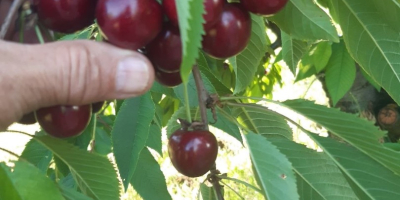 Se vende la cosecha de cerezas del próximo año