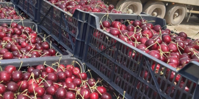 Se vende la cosecha de cerezas del próximo año