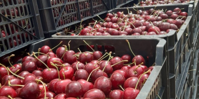 Se vende la cosecha de cerezas del próximo año