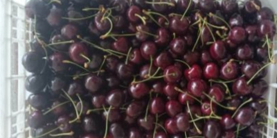 Venderé cerezas Regina, calibre 28+, refrigeradas, en bolsas Xtend