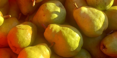 Vendemos nuestras propias peras. Tenemos 100 acres de variedades