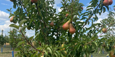 Vendemos nuestras propias peras. Tenemos 100 acres de variedades