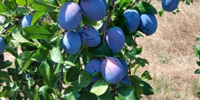 Skandia, productor agrícola certificado, cultiva y vende ciruelas pasas