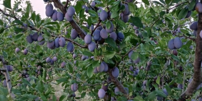 Skandia, productor agrícola certificado, cultiva y vende ciruelas pasas