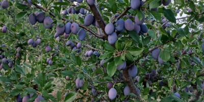 Skandia, productor agrícola certificado, cultiva y vende ciruelas pasas