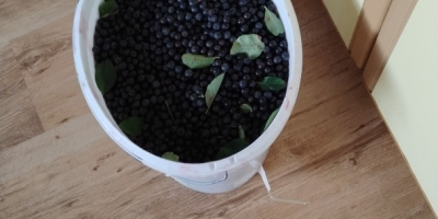 Hola, tengo arándanos negros a la venta, ya sea