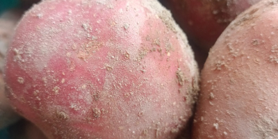 Venderé papas Bella Rosa y Redsonia por un total
