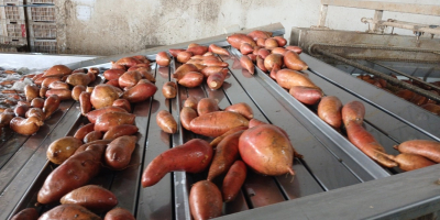 Batatas frescas de la más alta calidad (variedades Beauregard