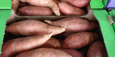 Batatas frescas de la más alta calidad (variedades Beauregard