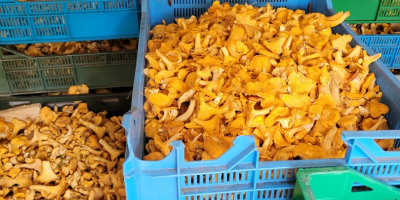 Venderé rebozuelos silvestres al por mayor.
