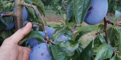 Buenos días, vendo ciruelas Haganta frescas y grandes. Pronto