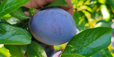 Buenos días, vendo ciruelas Haganta frescas y grandes. Pronto