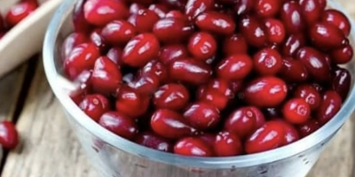 Les invito a adquirir bayas de cornejo. Este fruto