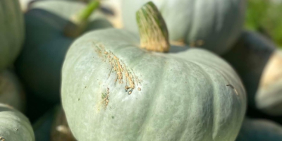 Hola, vendo calabazas Nelson (2 toneladas), Blanco (unas 500