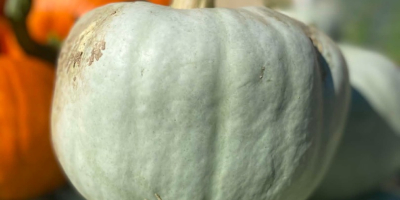 Hola, vendo calabazas Nelson (2 toneladas), Blanco (unas 500