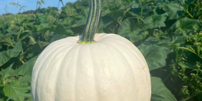Hola, vendo calabazas Nelson (2 toneladas), Blanco (unas 500