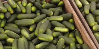 Pepinos cultivados en casa, seleccionados.