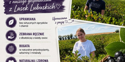 Las bayas de aronia están disponibles para su recolección