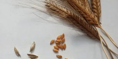 Ofrezco trigo einkorn de mi propia cosecha de este
