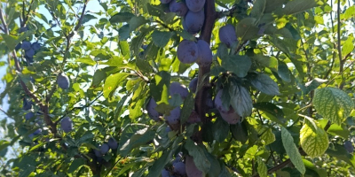 Vendemos ciruelas Stenlei frescas y secas, originarias de la