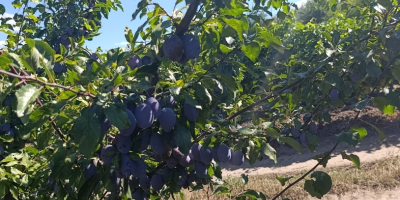 Vendemos ciruelas Stenlei frescas y secas, originarias de la