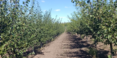 Vendemos ciruelas Stenlei frescas y secas, originarias de la