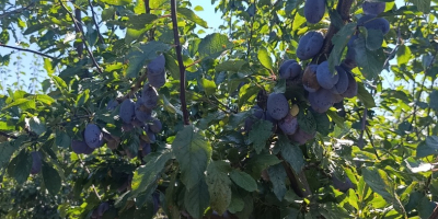 Vendemos ciruelas Stenlei frescas y secas, originarias de la