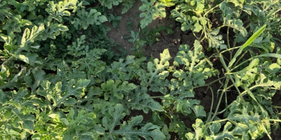 Somos productores rumanos y ofrecemos sandías frescas de cultivo