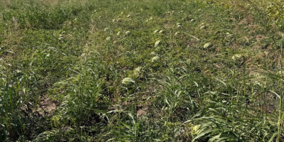 Somos productores rumanos y ofrecemos sandías frescas de cultivo