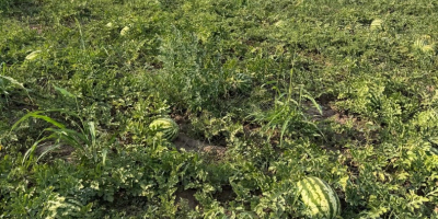 Somos productores rumanos y ofrecemos sandías frescas de cultivo