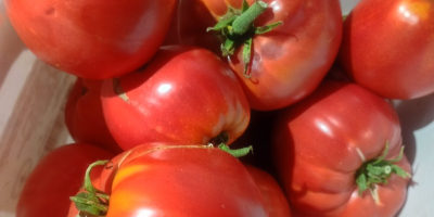 Vendo tomates frescos de huerta a un precio excepcional